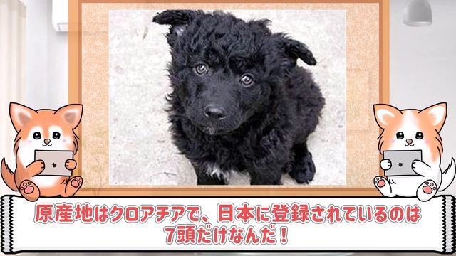 わんちゃん日本にもいる珍しい犬種 смотреть онлайн