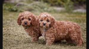 Все породы собак.Кавапу Кавудл, Кавадудл (Cavapoo)