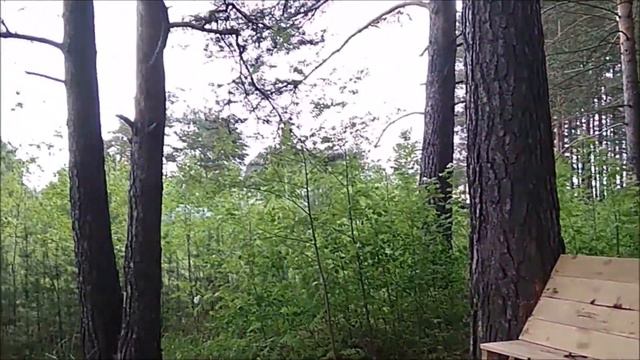 Прогулка в лес 🌿🌴🌲по летней тропе здоровья.🏌️♂️🏃пение птиц. смотреть онлайн