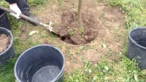 Уникальный способ корчёвки любых деревьев в саду.mp4