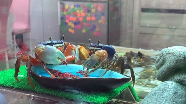 РАДУЖНЫЕ КРАБЫ смотреть онлайн