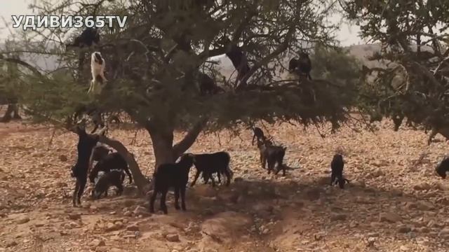Козы на деревьях. Что они там забыли? Экстремальные условия смотреть онлайн