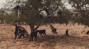 Козы на деревьях. Что они там забыли? Экстремальные условия