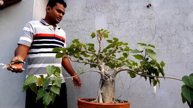 How to make Ficus Rumphii Bonsai Easily Step by Step смотреть онлайн