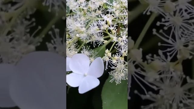 #petiolaris#черешковаягортензия #гортензия #hydrangea #садгортензий #hortensia #сад #hydrangeas смотреть онлайн