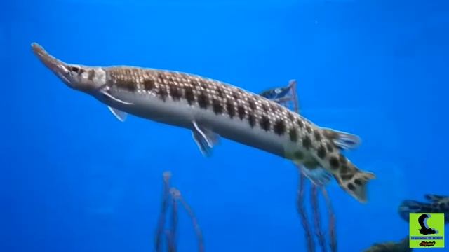 Пятнистые панцирные щуки и индийские ножи смотреть онлайн