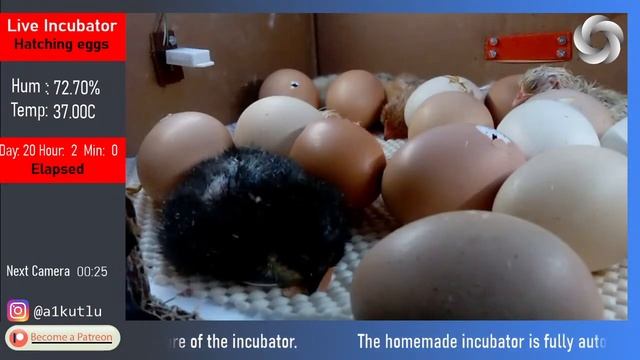 Baby chicks hatching | Fully automated homemade incubator | Live egg hatching cam #2 смотреть онлайн