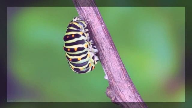 Жизненный цикл бабочки Махаон ускоренный