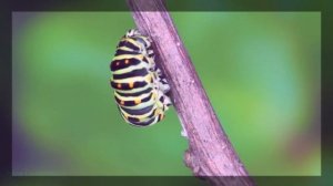 Жизненный цикл бабочки Махаон ускоренный