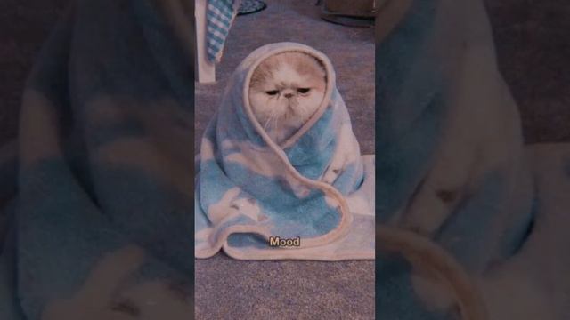 Эстетичные обои на телефон ;) ?☁️✨ #рек #shortsvideo #топ #эстетика #обои #обоинателефон смотреть онлайн