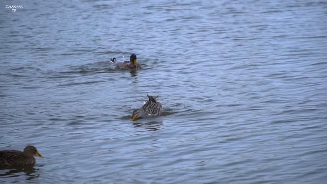 Городские караси в Краснодаре зимой с Петром Миненко смотреть онлайн