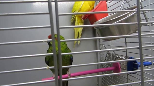 Животные попугайчик Розелла Мышки Рыбки Parrot Mouse Fish Funny Animals.