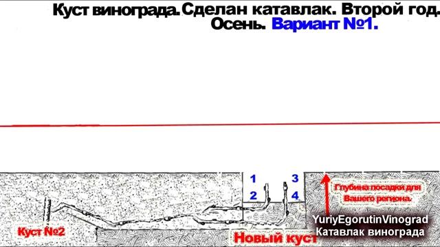 ? Не корчуйте эти кусты. Как омолодить старый куст винограда. Школа виноградаря. Катавлак. Часть №1 смотреть онлайн