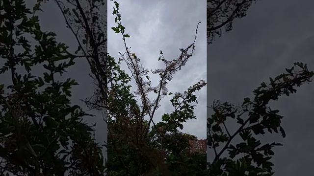 Горностаевая моль на боярышнике смотреть онлайн