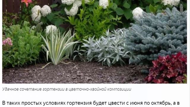 7 кустарников для сада, цветущих с лета по осень смотреть онлайн