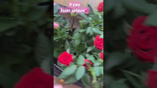РОЗЫ ЛЮБИТЕ ? 💕#роза КОРДАНА #бордюрная смотреть онлайн