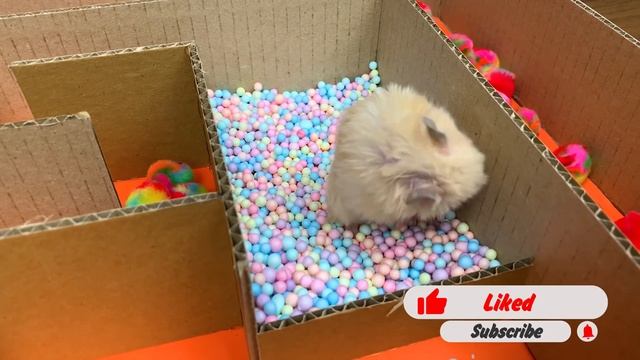 Дом - лабиринт для хомяков - 5 Этажей ? | DIY смотреть онлайн