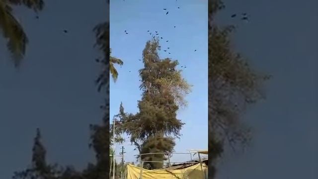 Ошо. Индия. Апрель 2021 смотреть онлайн