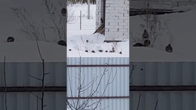 К нам на дачу куропатки прилетели. 17.01.22 смотреть онлайн