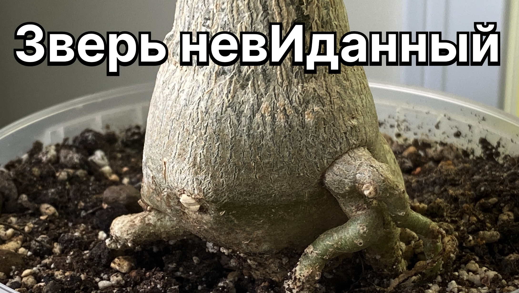 Цветочки, корешочки и «зверь невИданный». Смотр «войск» и планы на будущее. 23 апреля 2024 г. смотреть онлайн