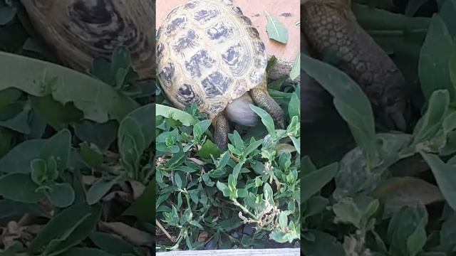 раф аэло в вольере кормится гуляет( черепаха сухопутная содержание кормление) смотреть онлайн