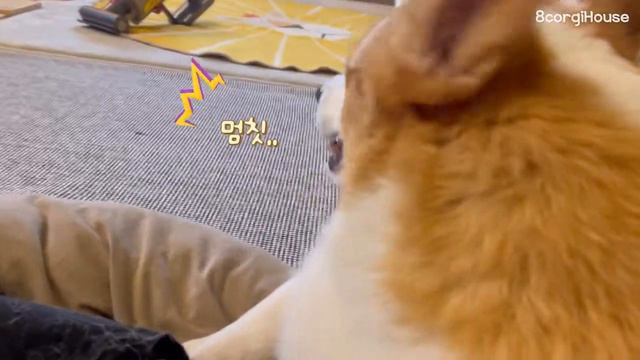 웰시코기 형제(코쪽이) 환장의 케미😂ㅣThe crazy chemistry of welsh corgi brothers смотреть онлайн