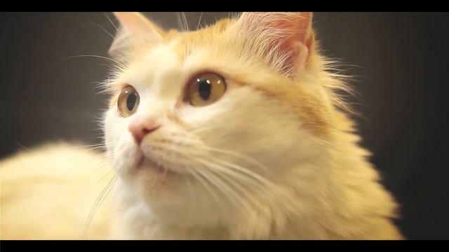 Александр Вавилов (Кошка, которая жила на вершине мира) Братск смотреть онлайн