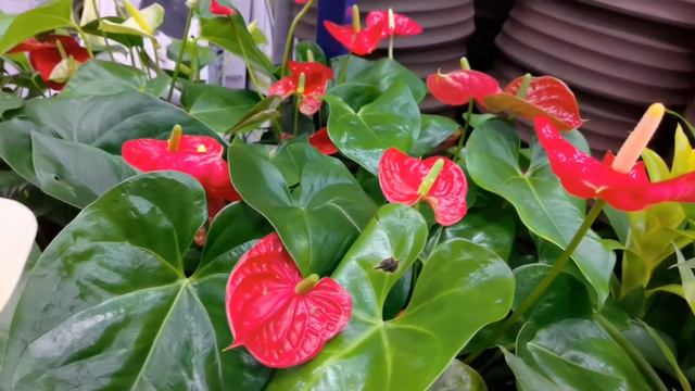 Anthurium Andreanum Red смотреть онлайн
