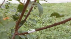 Весенняя обрезка абрикоса - результат обрезки осенью