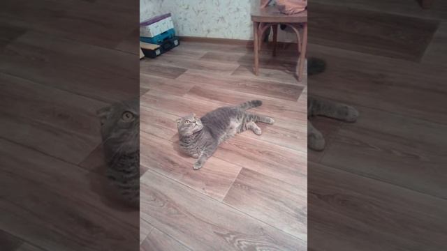 Кот удивил вот это хищьник смотреть онлайн