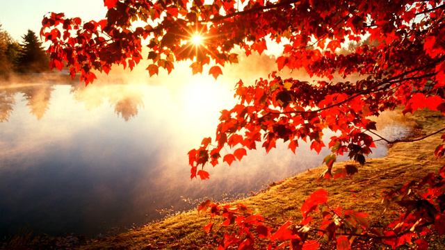 Хитрая внучка повела деда посмотреть на клен Но он и подумать не мог что там увидит смотреть онлайн