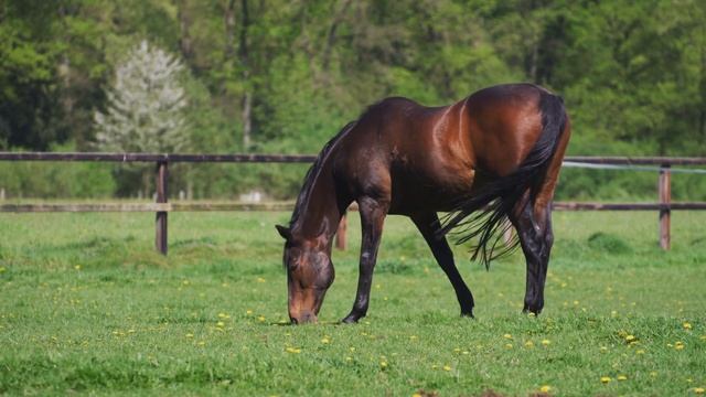 Лезгин Белаш - Коник мой коник смотреть онлайн