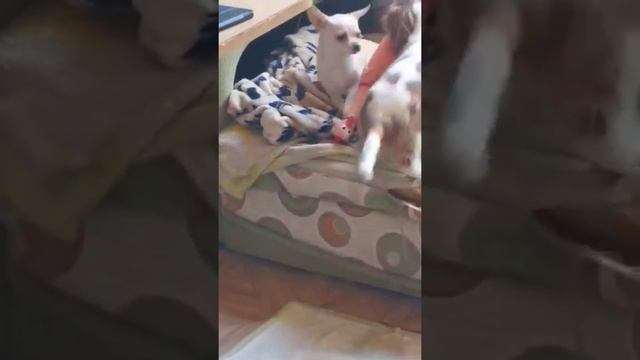 Бесполезная игрушка!