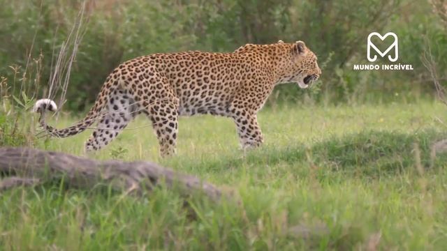 O LEOPARDO ATACOU O ANIMAL ERRADO смотреть онлайн