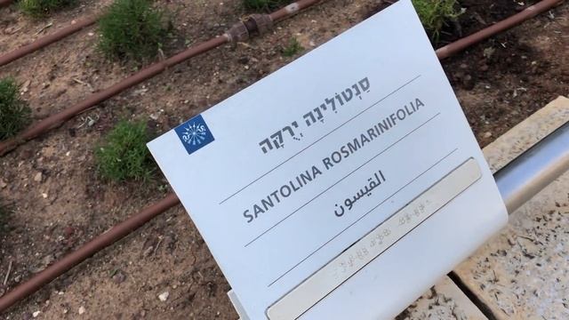 Парк Ротшильда (Рамат ха-Надив), Зихрон-Яаков | Израиль смотреть онлайн