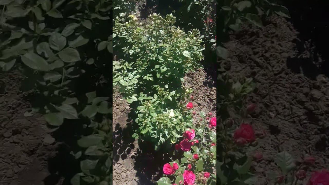 розы из питомника rose-bushes.ru смотреть онлайн