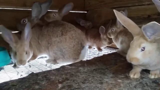 Наш самец ризен голд и его дети смотреть онлайн