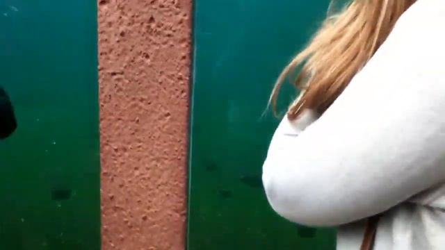 Эдинбургский зоопарк. Пингвины в аквариуме. смотреть онлайн