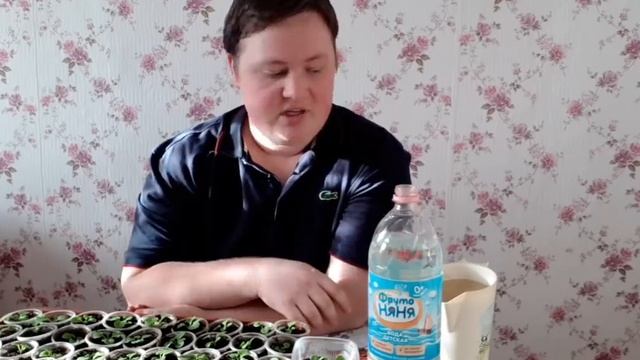 Петуния ампельная/Месяц от всходов/Уход и первая подкормка! смотреть онлайн