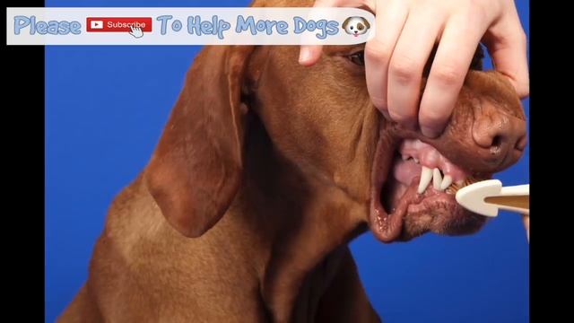 Relaxing Music for Dogs to calm from Fireworks, loud noises - includes desensitising sound effects смотреть онлайн