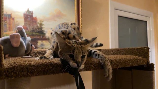 Домашний сервал рвет халат 😹🐆 serval cat savannah cat смотреть онлайн