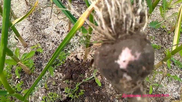 ПОРА ЧЕСНОК УБИРАТЬ ЗИМНИЙ #дневникоптимистки #чеснок #дачасадогород смотреть онлайн
