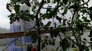 Томат - волшебный каскад во всей красе.