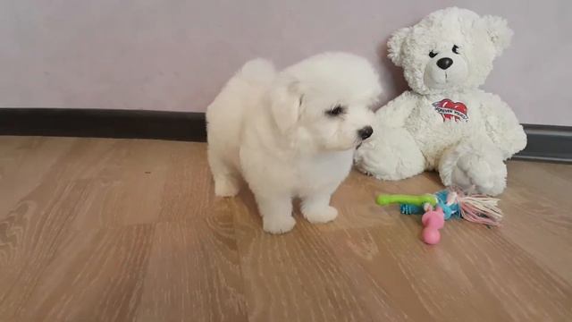 www.malteseclub.ru мальтезе кобель ГРЕЙ НИКС - 2 мес смотреть онлайн