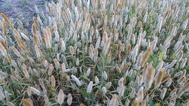 ПОЛИПОГОН! Ещё один классный злак для флористов!!! смотреть онлайн