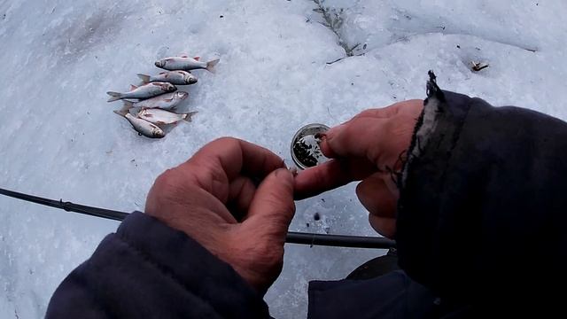 Ловля чебака. смотреть онлайн