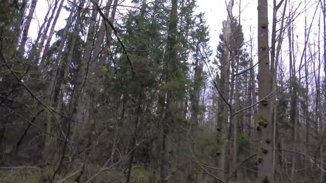 Собираю зимние опята в замерзшем лесу смотреть онлайн