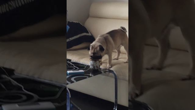 Мопс Патрик . Пьет из кружки. Смешное видео животные. смотреть онлайн