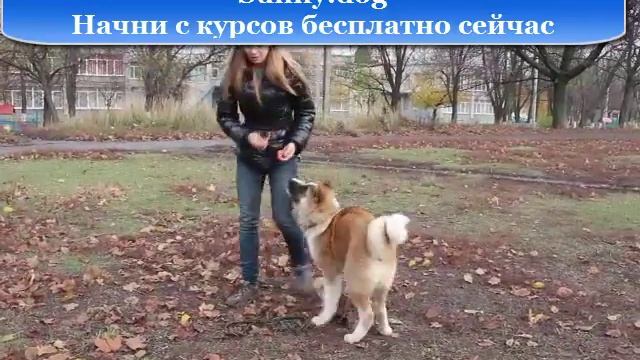 Трюковая дрессировка акиты - обучение щенка. смотреть онлайн