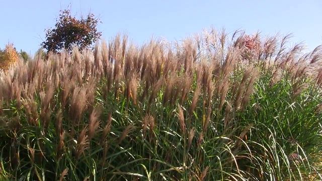 Miscanthus Sinensis 'Rotsilber'